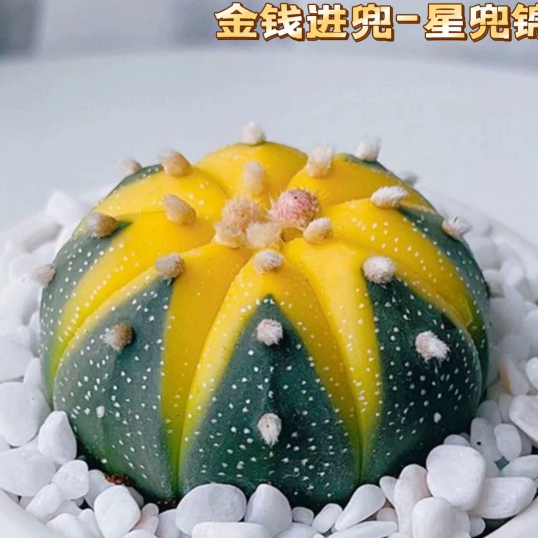 星兜锦 3-4厘米 多肉植物 仙人球会开花 懒人植物 好养易活