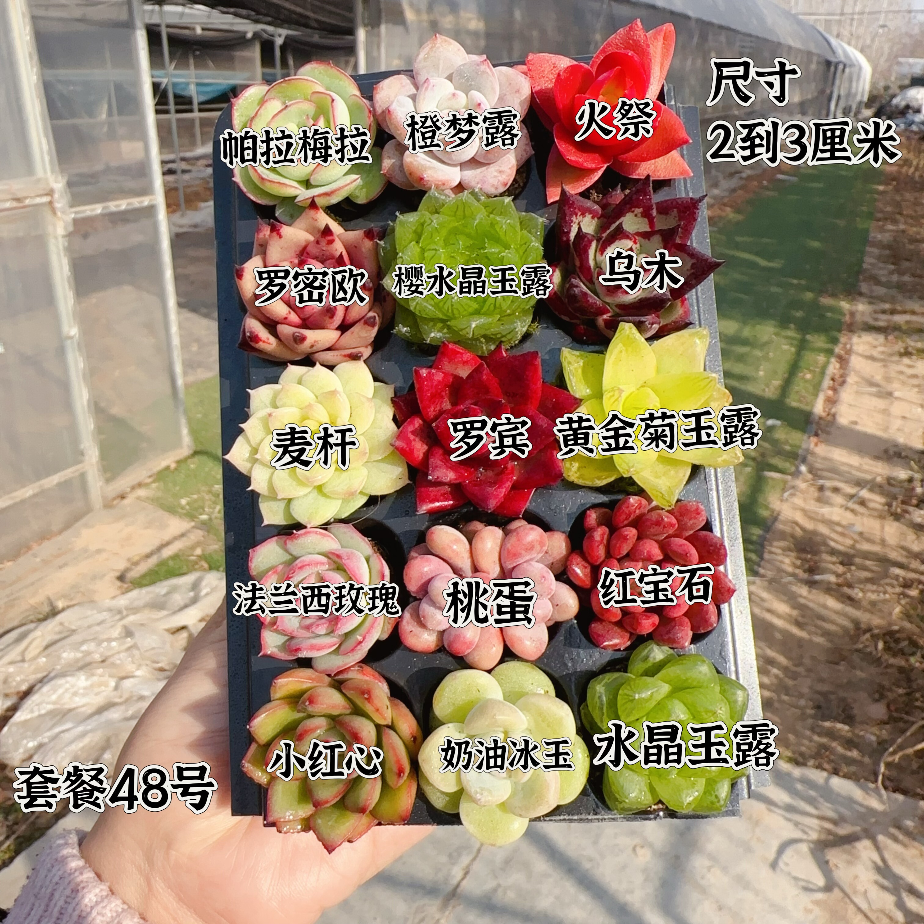 【编号48号套餐专拍链接】15颗多肉套餐 小苗2-3厘米