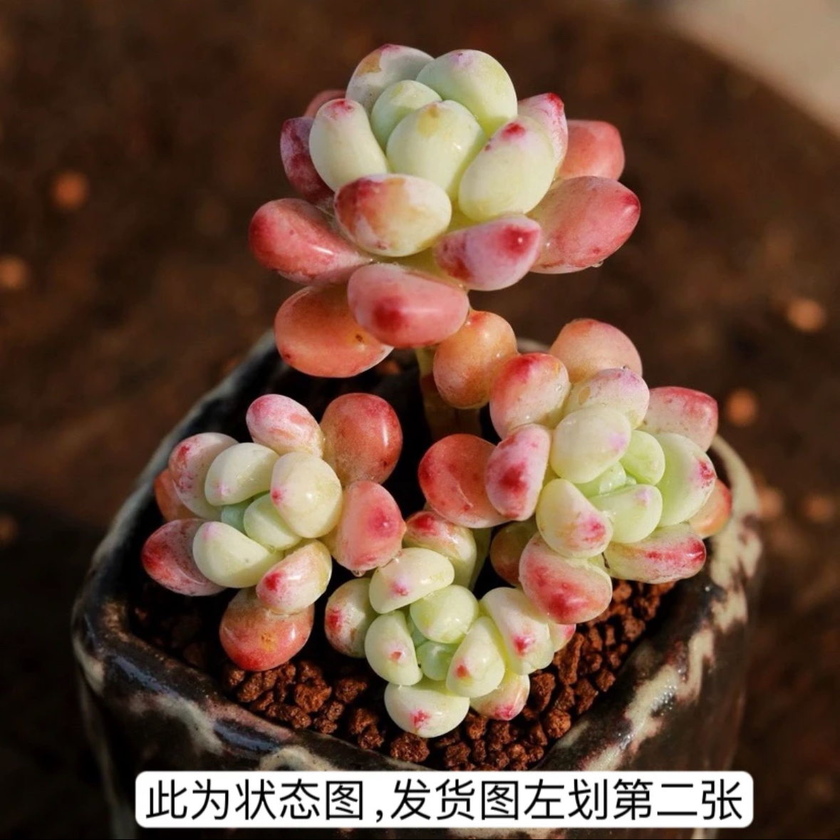 罗琦 劳尔 带盆带土发货  3到4厘米 多肉植物 多肉