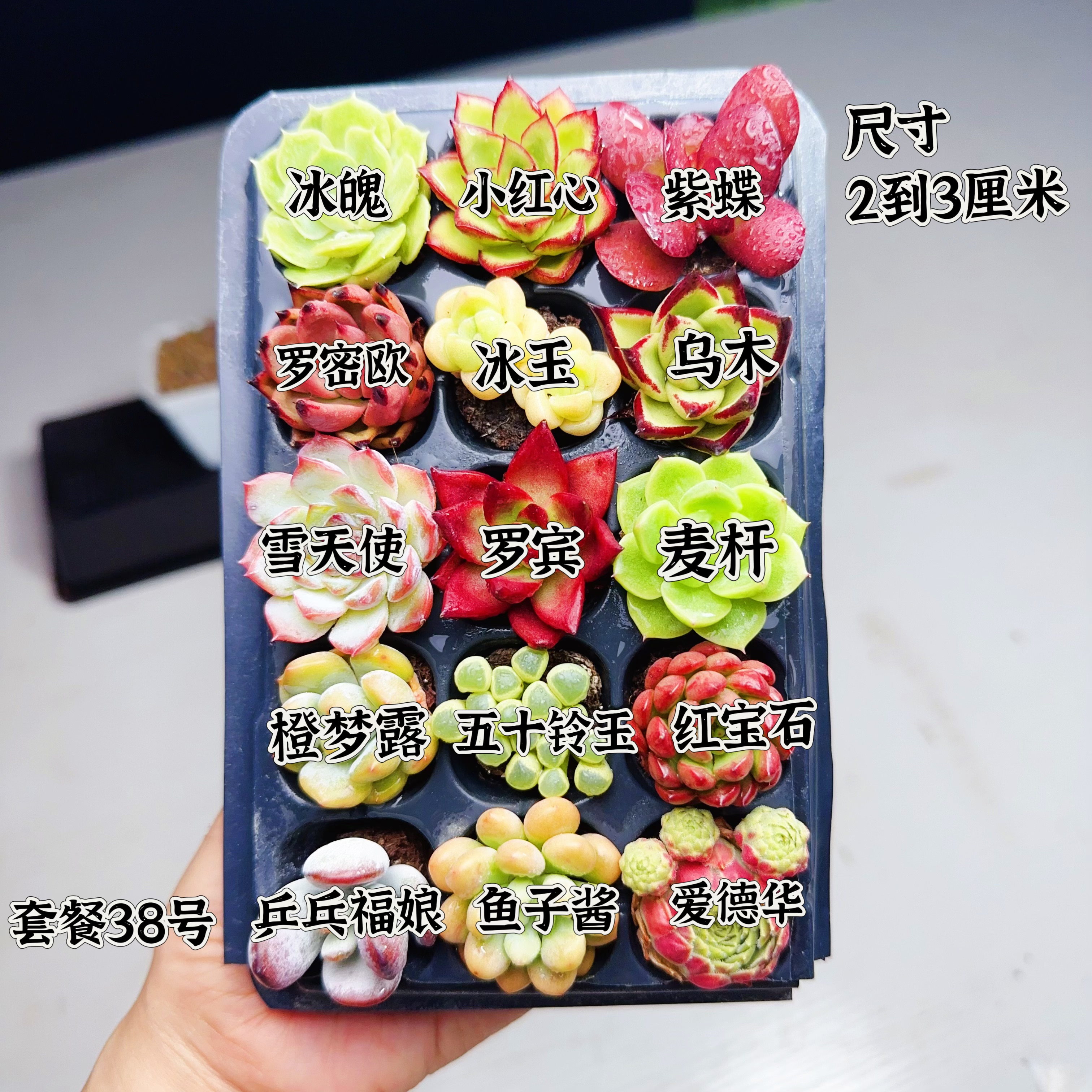 【编号38号套餐专拍链接】15颗多肉套餐 小苗2-3厘米