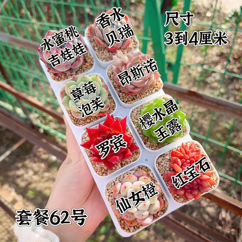 多肉植物 多肉带盆62号套餐8盆 盆5厘米 尺寸3-4厘米