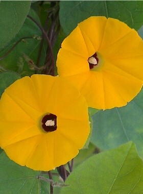 黄色牵牛种子 花卉 朝颜爬藤 稀有 小花  牵牛花