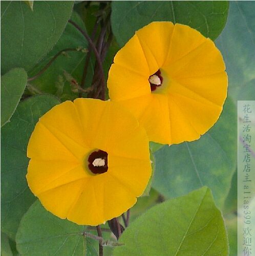 黄色牵牛种子 花卉 朝颜爬藤 稀有 小花  牵牛花