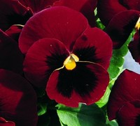 三色堇宾哥系列 红间斑 种子  多年生 耐寒观赏（10粒）