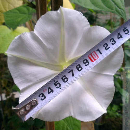 月光の晨夜一份 夜开晨谢 巨大花朝颜牵牛花种子夕颜攀花卉