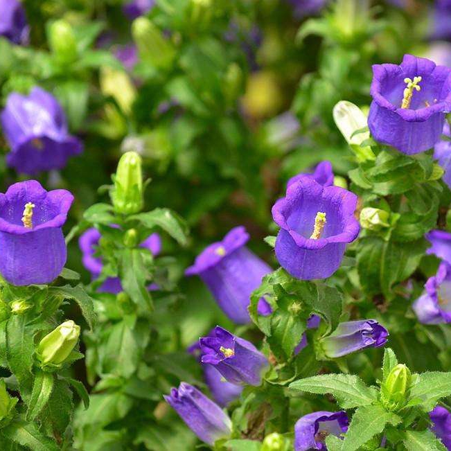 风铃花扶桑纹瓣观赏多年生