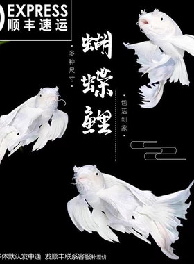 纯种蝴蝶鲤短身球体观赏鱼冷水鱼