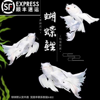 纯种蝴蝶鲤短身球体观赏鱼冷水鱼