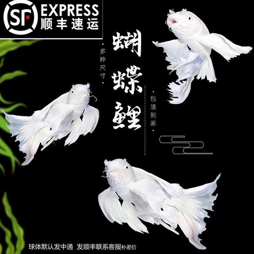 纯种蝴蝶鲤短身球体观赏鱼冷水鱼