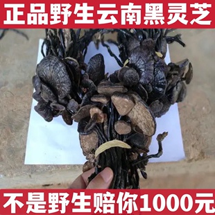 竹灵芝灵芝整支朱灵芝片林芝黑芝紫芝片云南野黑灵芝粉