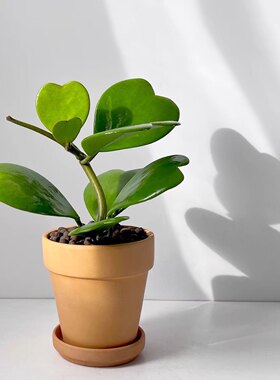 盆栽多肉植物老桩绿植可爬藤花卉办公室桌面懒人好养易活