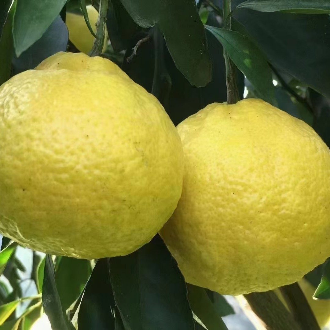 湖南黄金贡柚纯甜爆汁当季新鲜水果春香桔柚非红心西柚葡萄小柚子