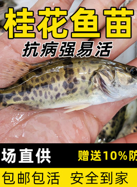 鳜鱼苗淡水养殖桂花鱼苗凶猛肉食路亚白鳜翘嘴鳜冷水渔场直销活体