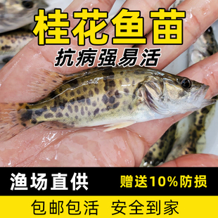 鳜鱼苗淡水养殖桂花鱼苗凶猛肉食路亚白鳜翘嘴鳜冷水渔场直销活体
