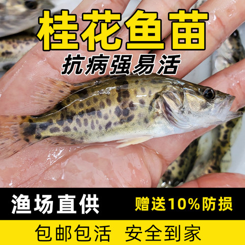 鳜鱼苗淡水养殖桂花鱼苗凶猛肉食路亚白鳜翘嘴鳜冷水渔场直销活体