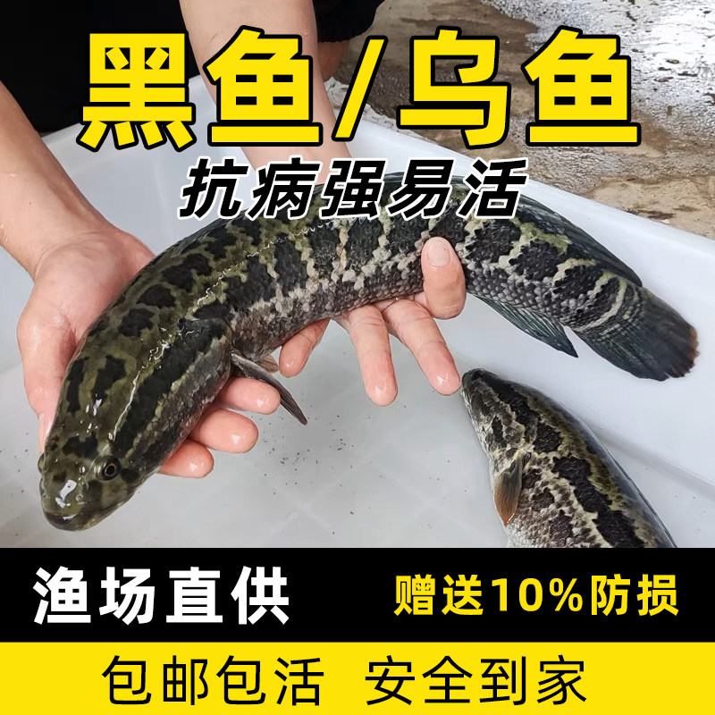 黑鱼苗淡水养殖乌鱼苗生鱼苗财鱼苗观赏鱼好养冷水大黑鱼鱼苗活体