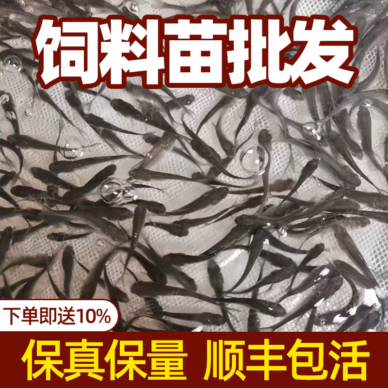 麦鲮鱼苗淡水鱼塘养殖饲料鱼活体