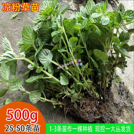 梅凤凉粉草新鲜苗仙草苗绿凉粉苗凉粉草秧苗现挖发货一大丛1斤