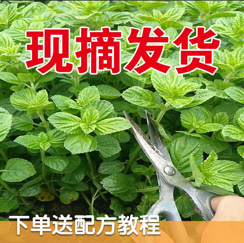 凉粉草新鲜仙人草广西梅凤仙草绿凉粉烧仙草绿豆腐鲜草3斤