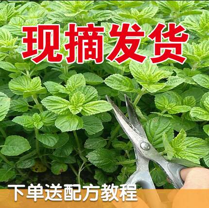 凉粉草新鲜仙人草广西梅凤仙草绿凉粉烧仙草绿豆腐鲜草3斤