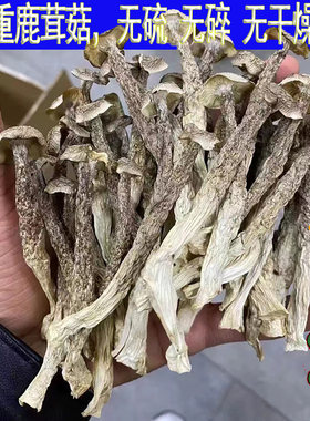 【2025新货】精品鹿茸菇古田特产干货鹿茸菌批发无硫新鲜煲汤包邮