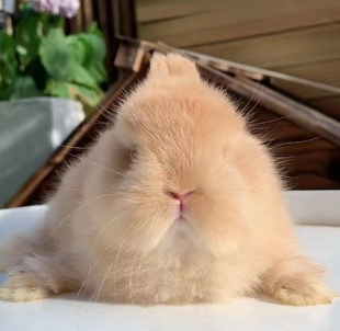 视频挑选双血统纯种小型双血统侏儒小兔子活物宠物兔长不大 包活