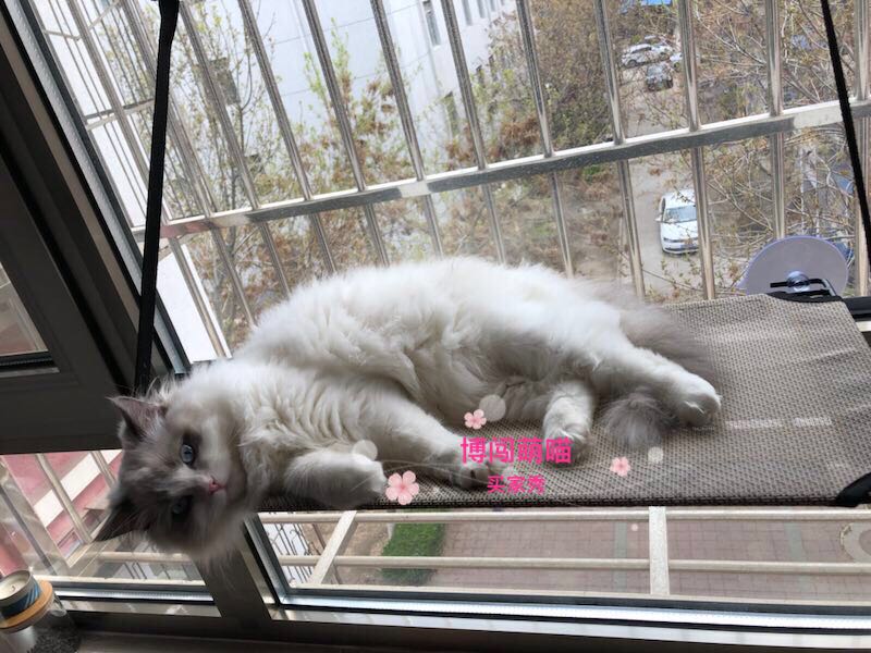 *博闯萌喵*美国kh猫咪猫爬架窗台