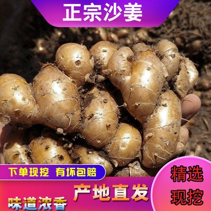 正宗茂名高州特产红皮新鲜老沙姜/山奈/砂姜白切鸡椰子鸡配料包邮