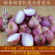 特香农家单粒红葱头新鲜小葱头特香葱头干葱头种子葱油酥卤肉肠粉