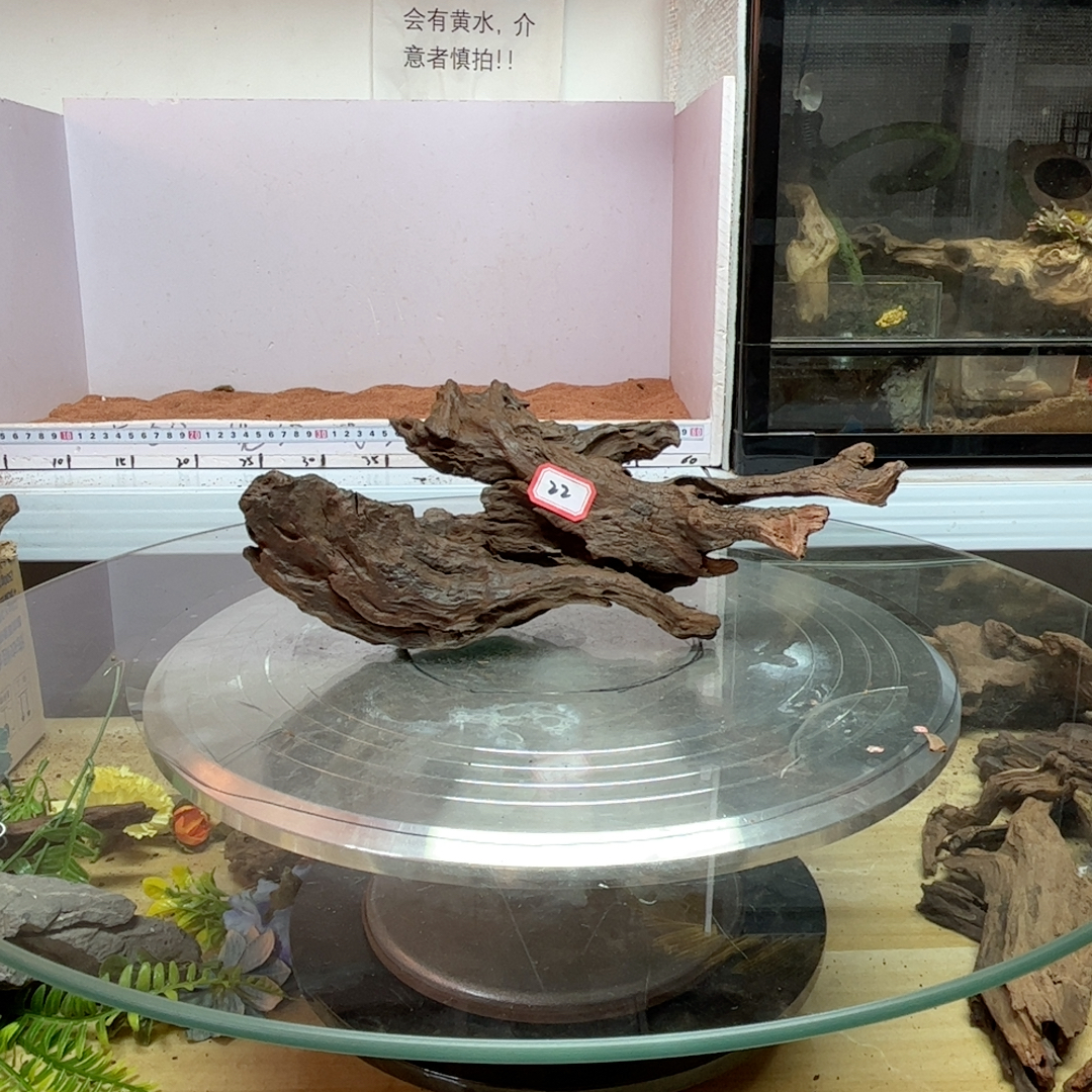 紫柚木秒沉22号长29宽8高11