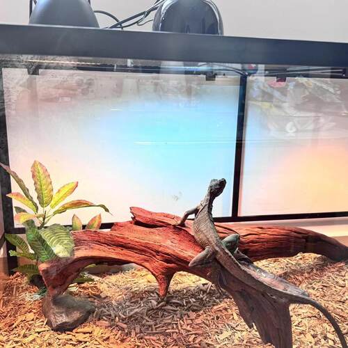 爬宠专用紫柚木沉木躲避屋