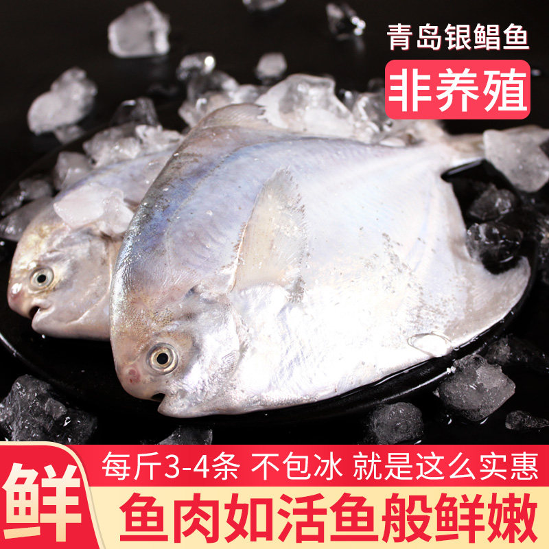小白鲳,鲳鱼,白鲳_大山谷图库
