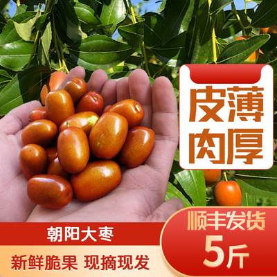 【朝阳大枣】现摘现发顺丰直达