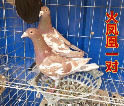 火麒麟黑骑士价格 火麒麟黑骑士图片 星期三