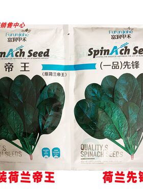 荷兰先锋菠菜种籽高产耐寒抗病