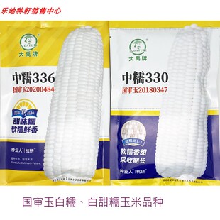 中糯330中糯336白甜糯玉米种籽高产大棒甜味糯国审白粘糯玉米种
