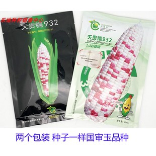 桂福园天贵糯932彩甜糯玉米种籽大棒加甜糯小花玉米种子200克