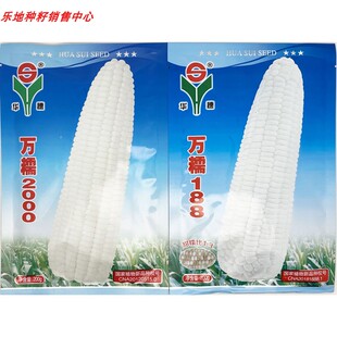 万糯188万糯2000白甜糯玉米种籽大棒非转甜加糯白糯玉米种子