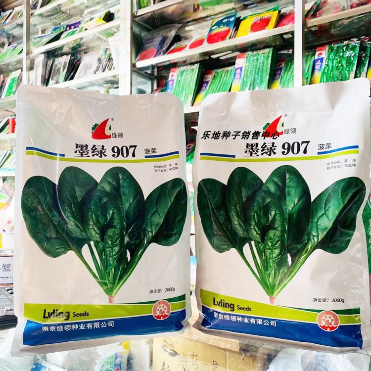 绿领墨绿907菠菜种籽耐寒抗病