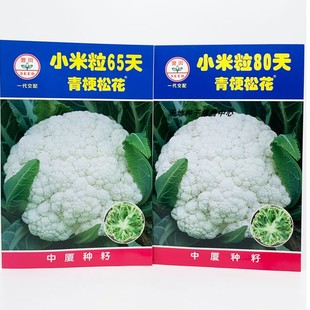 中厦小米粒65天80天青梗松花菜种子高产早熟抗热花梗青绿花椰菜种