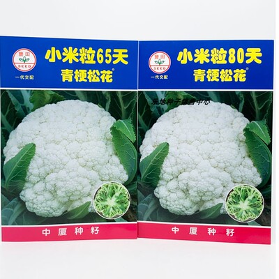 中厦松花菜种子高产早熟