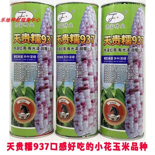 晓富天贵糯937彩甜糯玉米种籽大棒非转加甜糯2018宝马小花玉米种