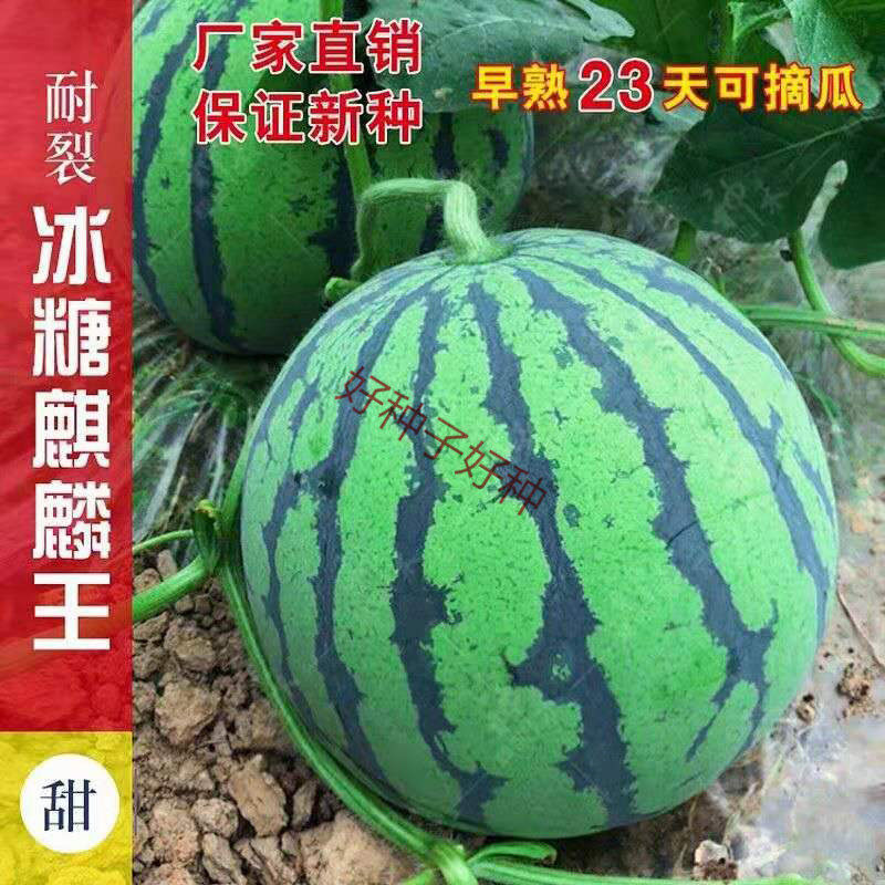 冰糖麒麟王美都西瓜种籽早熟高产甜春季8424麒麟西瓜种耐裂西瓜种