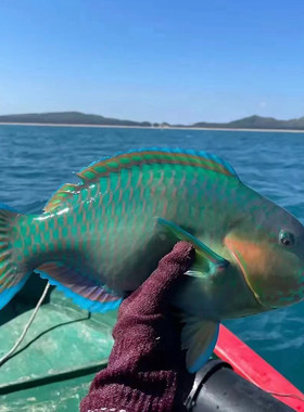 海南三沙西沙青衣彩衣鱼顺丰包邮