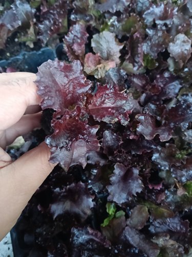 紫叶生菜秧苗生菜穴盘苗四季庭院盆栽耐高温有机沙拉生菜苗