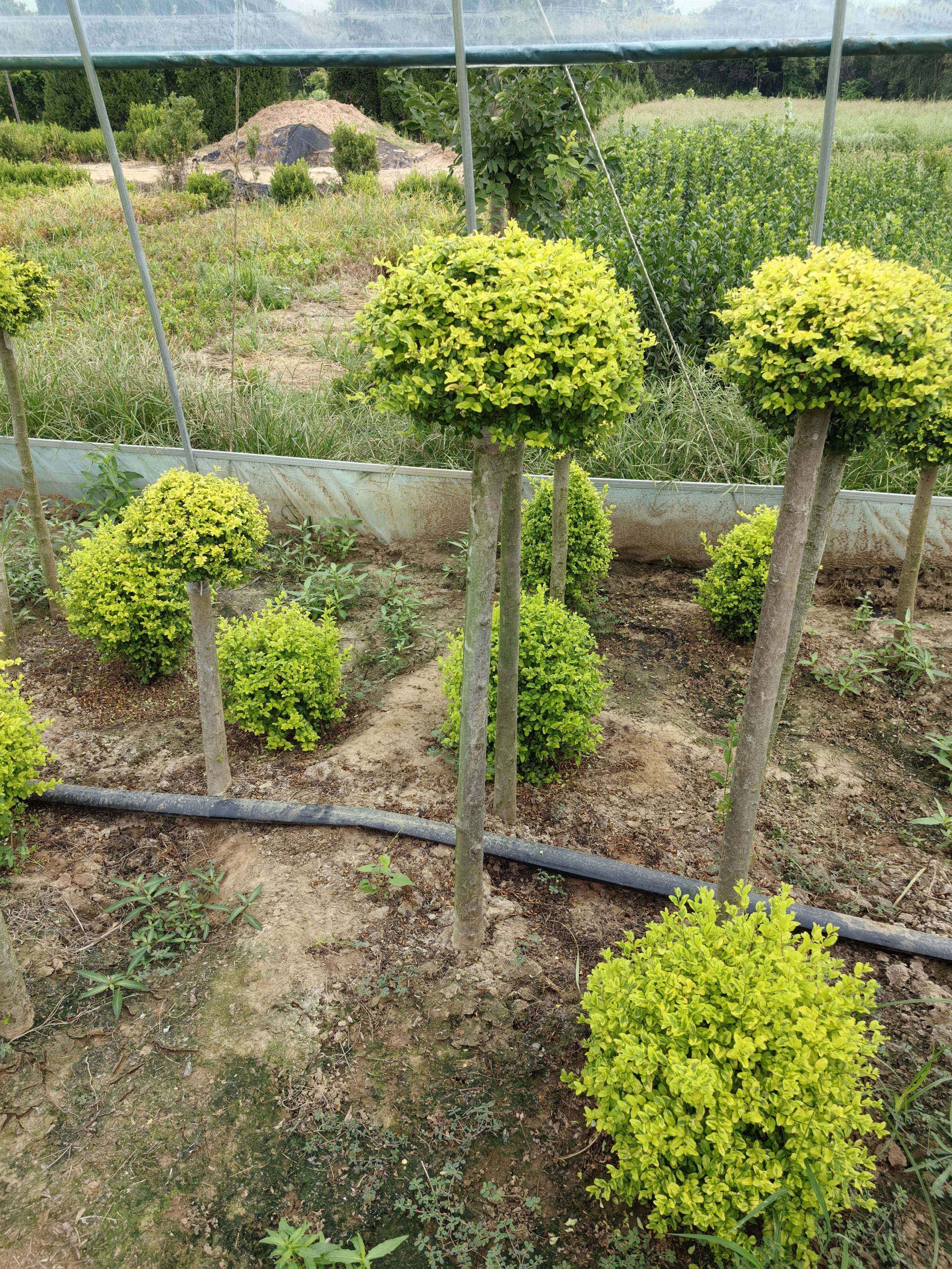 亮晶女贞棒棒糖花镜园艺庭院别墅造型树四季常青