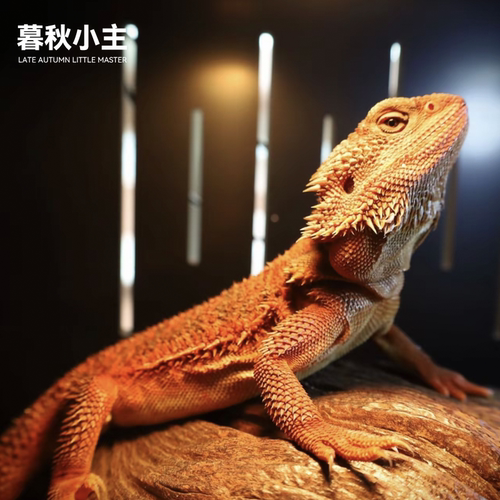 暮秋小主网红鬃狮蜥幼体柑橘红系超白活物温顺可爱好养入门级爬宠