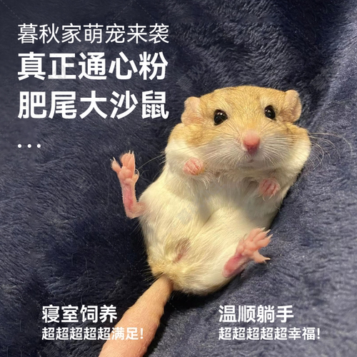 暮秋小主家养通心粉鼠幼崽活体肥尾沙鼠网红小型学生宿舍粘人宠物