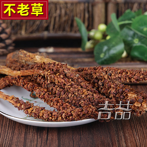 回春草野生不老草100克草苁蓉泡酒料煲汤料列当泡茶长白山不老草