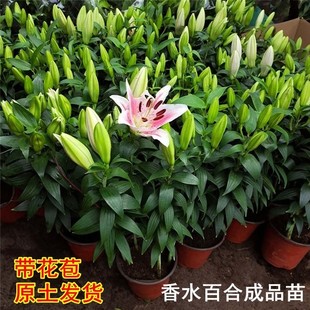 香水百合花盆栽带花苞发货百合盆栽鲜花客厅阳台庭院四季 开花植物